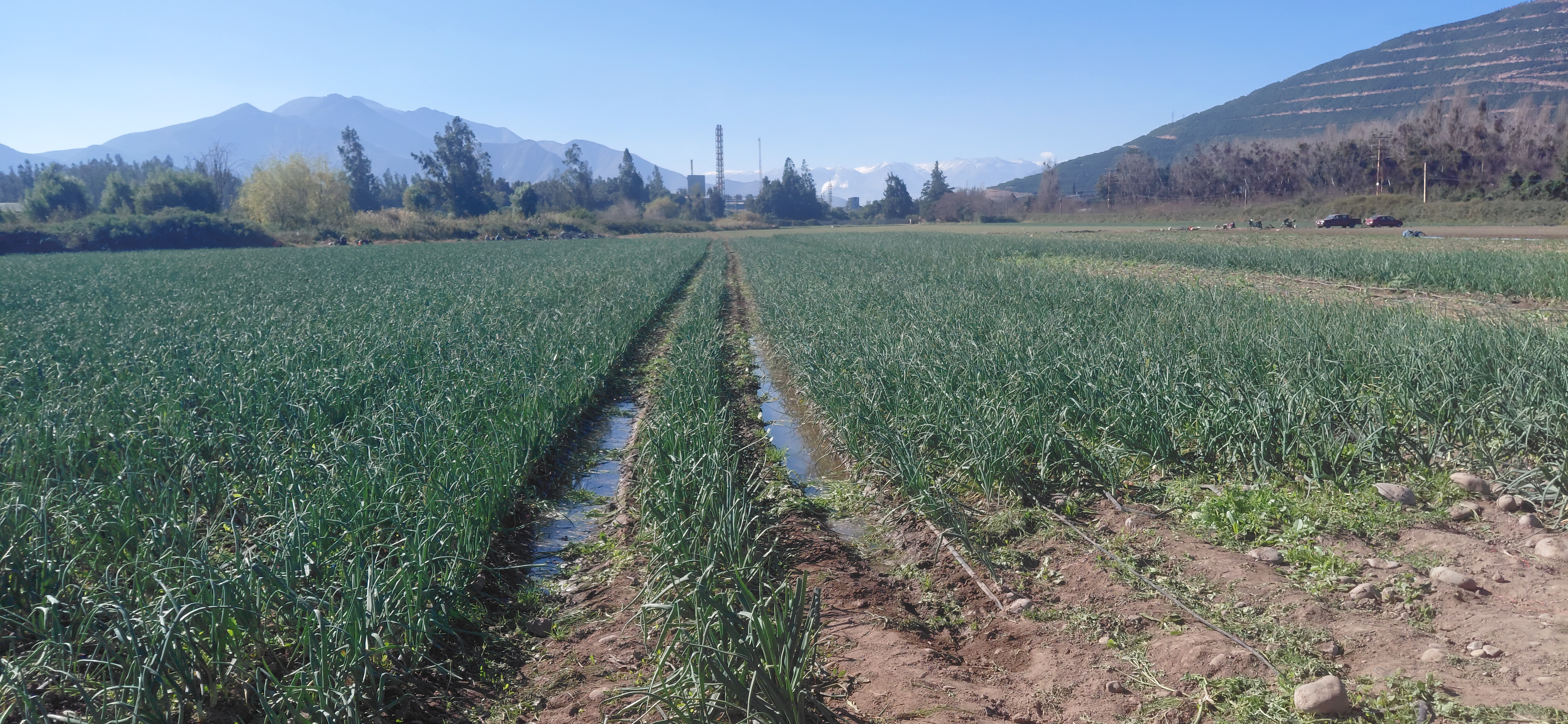¡Terreno agrícola de 8,7 hectáreas con derechos de agua!